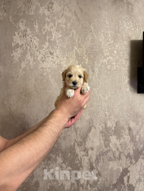 Собаки в Москве: Мальтипу малыш Мальчик, 50 000 руб. - фото 1