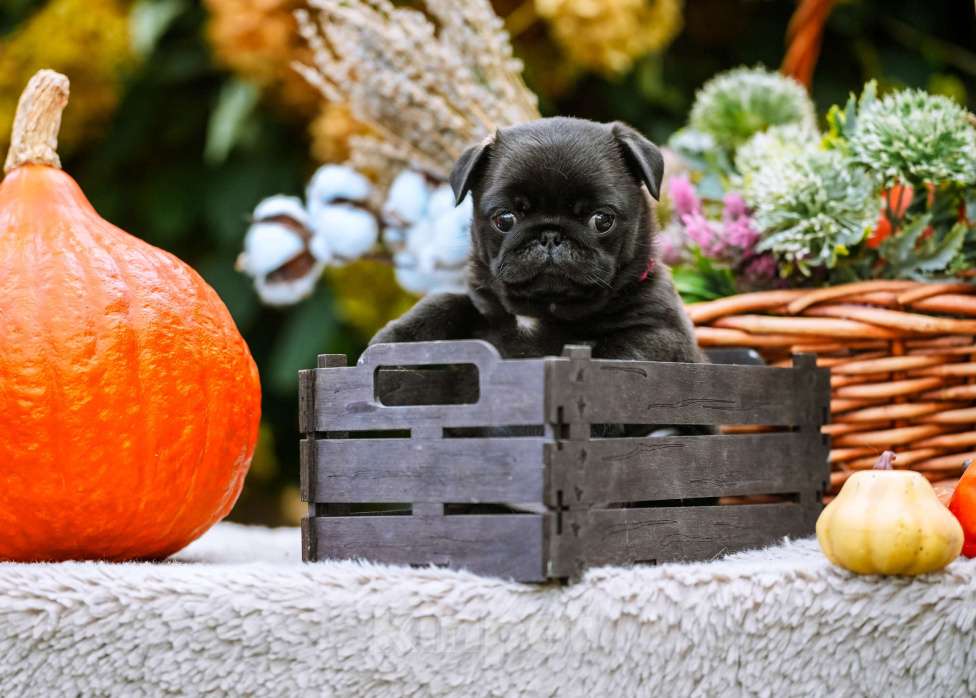 Собаки в Новосибирске: Мопс Сильвана Ветрокрылая Девочка, 60 000 руб. - фото 3