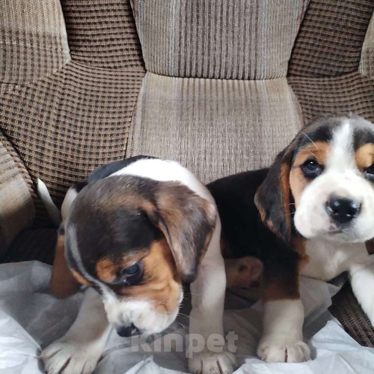 Собаки в Казани: Щенки бигля Мальчик, 28 000 руб. - фото 3