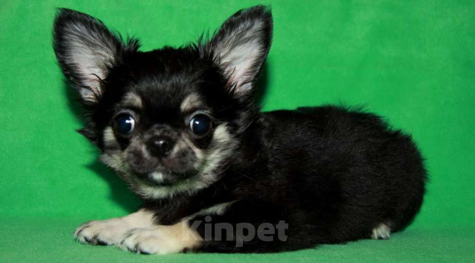 Собаки в Санкт-Петербурге: чихуахуа мальчик домашний любимец Мальчик, 45 000 руб. - фото 4