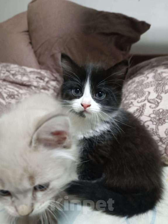 Кошки в других городах Калужской области: усатик Мальчик, Бесплатно - фото 2