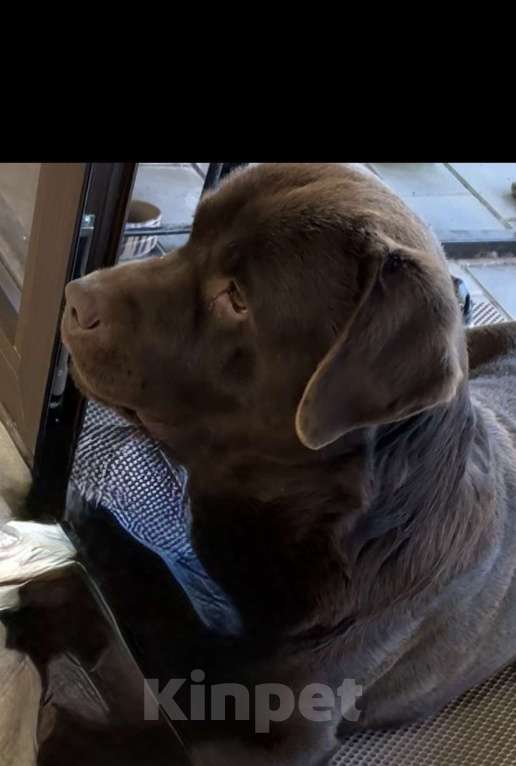 Собаки в других городах Крыма: Потерялся лабрадор Мальчик, 50 000 руб. - фото 3
