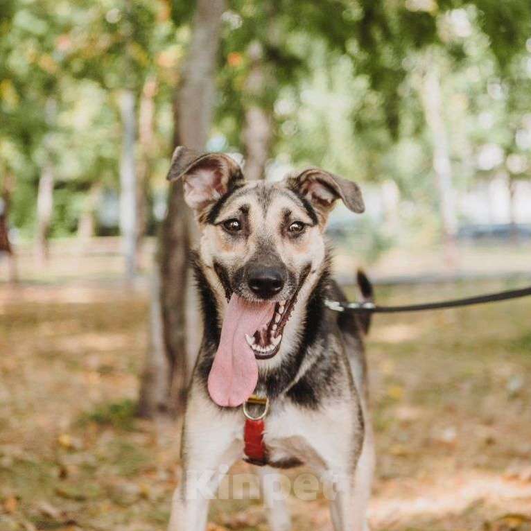 Собаки в Москве: Рокси Девочка, Бесплатно - фото 4