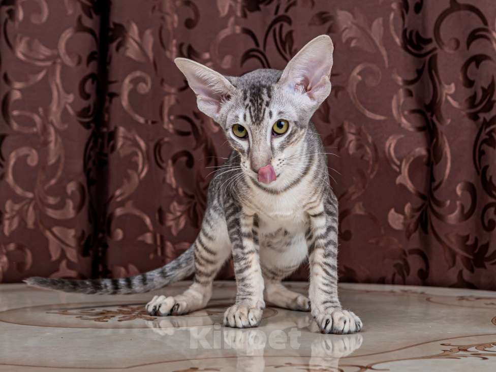 Кошки в Москве: Молодой ориентальный котик Мальчик, 30 000 руб. - фото 2