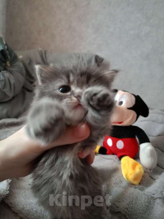 Кошки в Барнауле: Сильвия Девочка, 40 000 руб. - фото 2