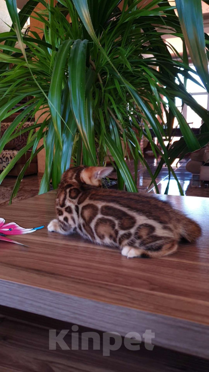 Кошки в Симферополе: Бенгальский мальчик Мальчик, 65 000 руб. - фото 3