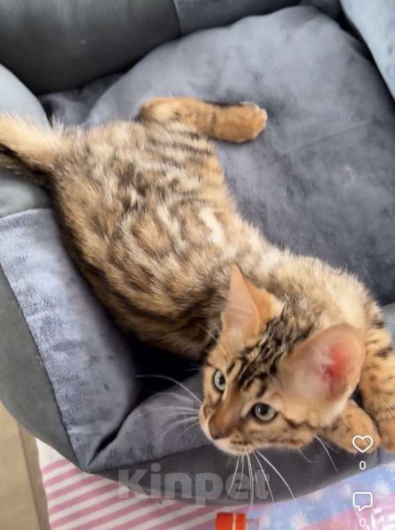 Кошки в Москве: Котенок бенгальский Мальчик, 40 000 руб. - фото 1