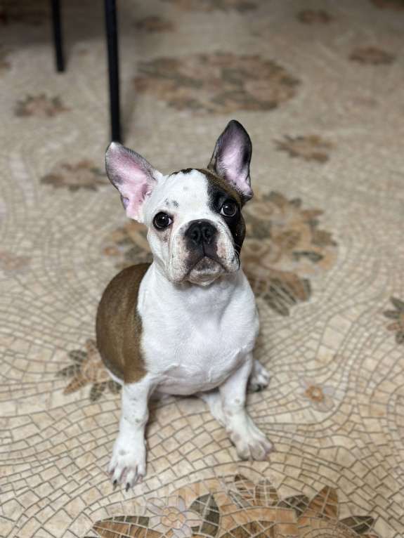 Собаки в Ростове-на-Дону: Француженка готова к перееду  Девочка, 18 000 руб. - фото 5