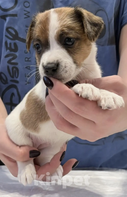 Собаки в Москве: Джек Рассел терьер Мальчик, 25 000 руб. - фото 5