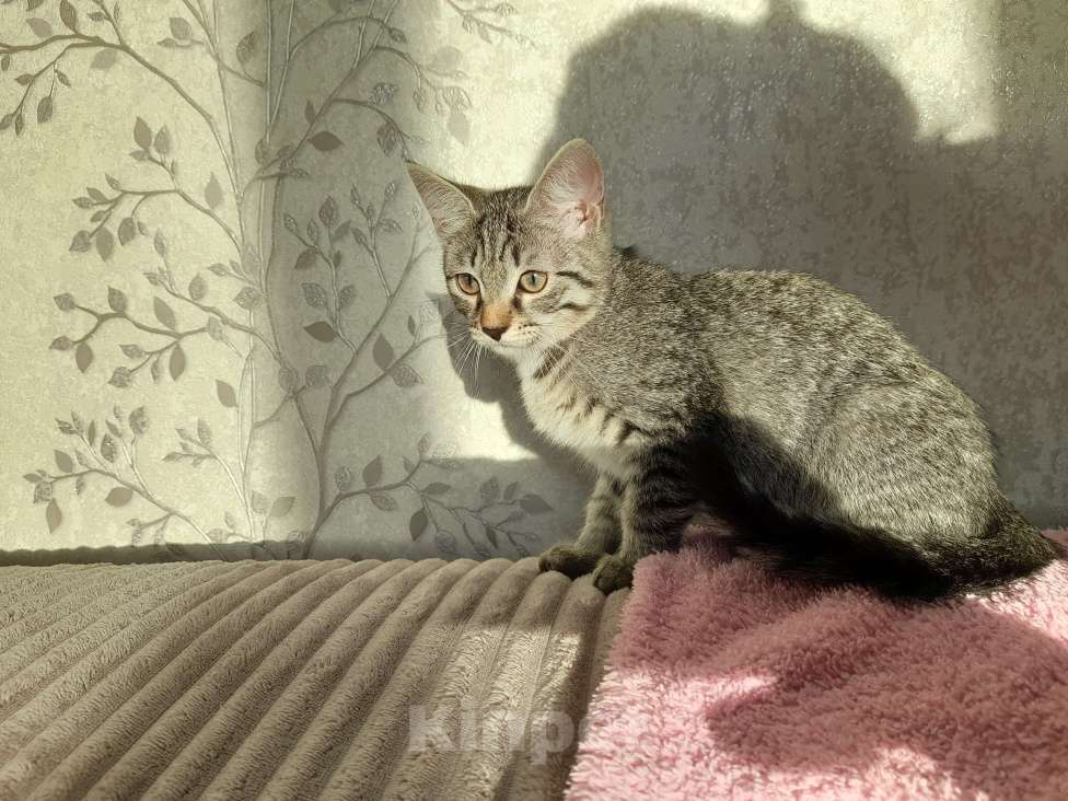 Кошки в Екатеринбурге: Девочка, 4 месяца Девочка, 1 руб. - фото 2