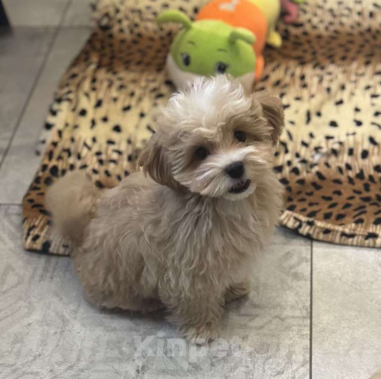 Собаки в Воронеже: Мальтипу мини ф1 Мальчик, 150 000 руб. - фото 1