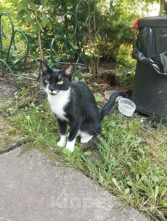 Кошки в других городах Ленинградской области: Кошка в добрые руки Девочка, Бесплатно - фото 3