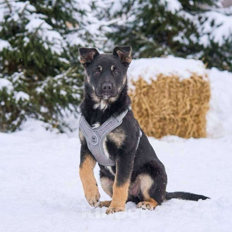 Собаки в других городах Московской области: Берта в добрые руки Девочка, Бесплатно - фото 1