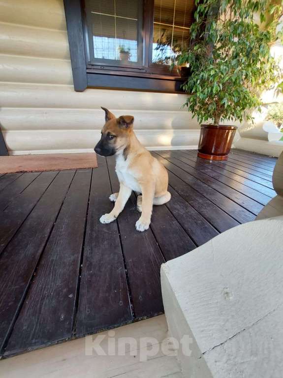 Собаки в Подольске: В добрые руки  Девочка, 1 руб. - фото 2