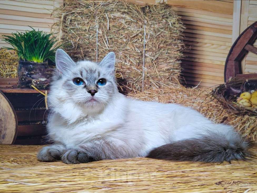 Кошки в других городах Московской области: Офелия, игривая малышка Девочка, 45 000 руб. - фото 1