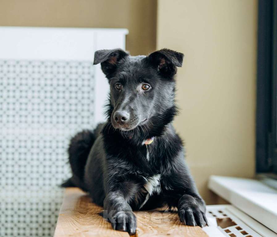 Собаки в Москве: Щенок бесплатно в Москве Девочка, Бесплатно - фото 7