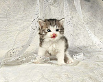 Кошки в Выксе: Великолепный мальчик курильский бобтейл  Мальчик, 10 000 руб. - фото 4