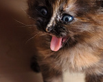 Кошки в Москве: Котёнок Мейн Кун метис Девочка, Бесплатно - фото 4
