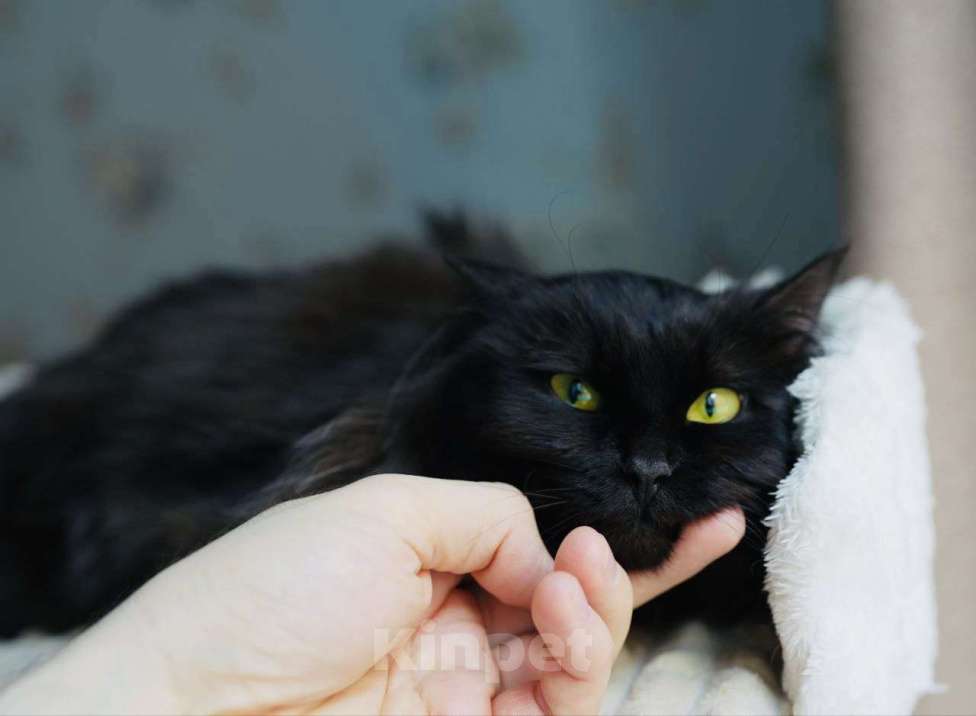 Кошки в Москве: Котенок Трюфель ищет дом Мальчик, Бесплатно - фото 3