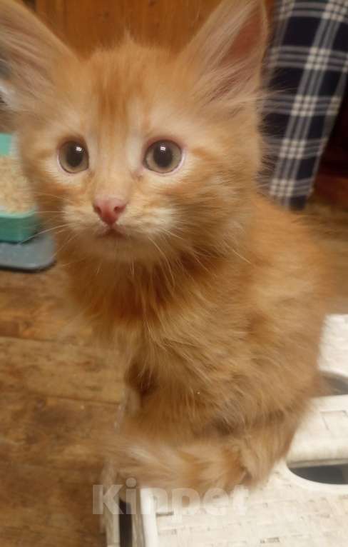 Кошки в Москве: Пушистые котята в добрые руки Мальчик, 1 руб. - фото 1