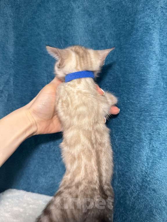 Кошки в Москве: Снежный котёнок Мальчик, 35 000 руб. - фото 5