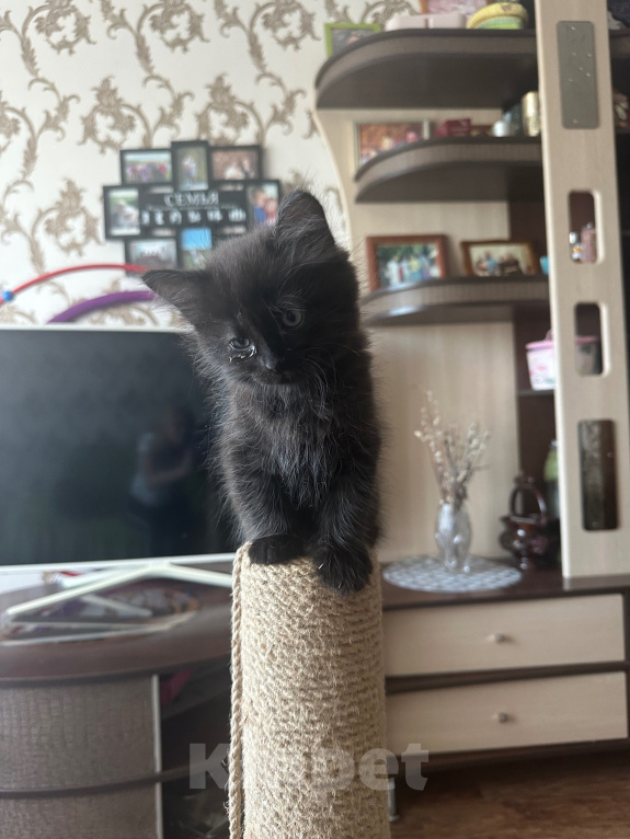 Кошки в Можайске: Котики мальчики Мальчик, 10 руб. - фото 4