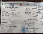 Кошки в других городах Рязанской области: Котята европейской бурмы Разнополые, 45 000 руб. - фото 5