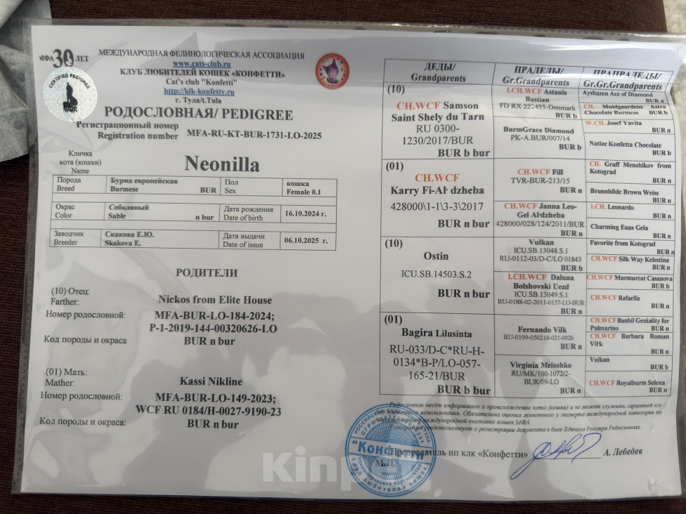 Кошки в других городах Рязанской области: Котята европейской бурмы Разнополые, 45 000 руб. - фото 5