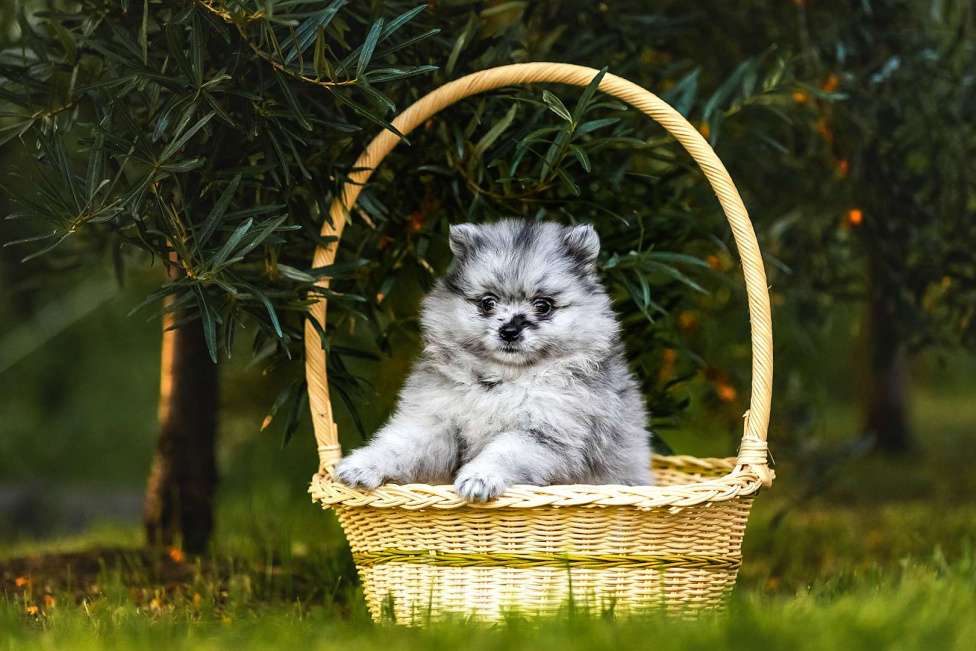 Собаки в Ярославле: Шпиц окраса мерль Девочка, 45 000 руб. - фото 6