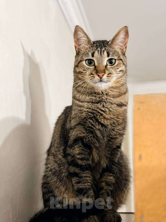 Кошки в Балашихе: Вента Девочка, Бесплатно - фото 1