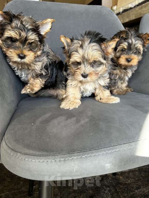 Собаки в других городах Московской области: Цветные йорки Разнополые, 50 000 руб. - фото 5