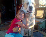 Собаки в Черепаново: алабай вязка, Бесплатно - фото 1