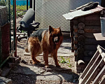 Собаки в Новосибирске: Вязка.Кобель(Немецкая овчарка) Мальчик, Бесплатно - фото 1