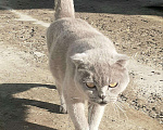 Кошки в Городце: Шотладские полукровки, Бесплатно - фото 8