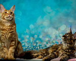 Кошки в Княгинино: Котята Мейн-куна, 30 000 руб. - фото 2