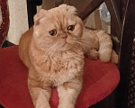 Кошки в Самаре: найдена вислоухая кошечка Девочка, Бесплатно - фото 1
