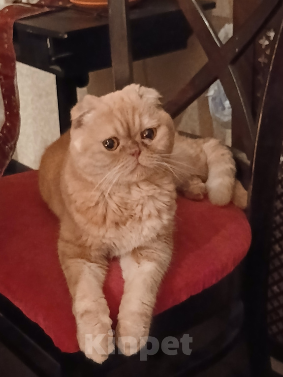Кошки в Самаре: найдена вислоухая кошечка Девочка, Бесплатно - фото 1