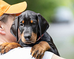 Собаки в Зеленограде: Доберман, натуральная сука 2 мес  Девочка, 100 000 руб. - фото 4