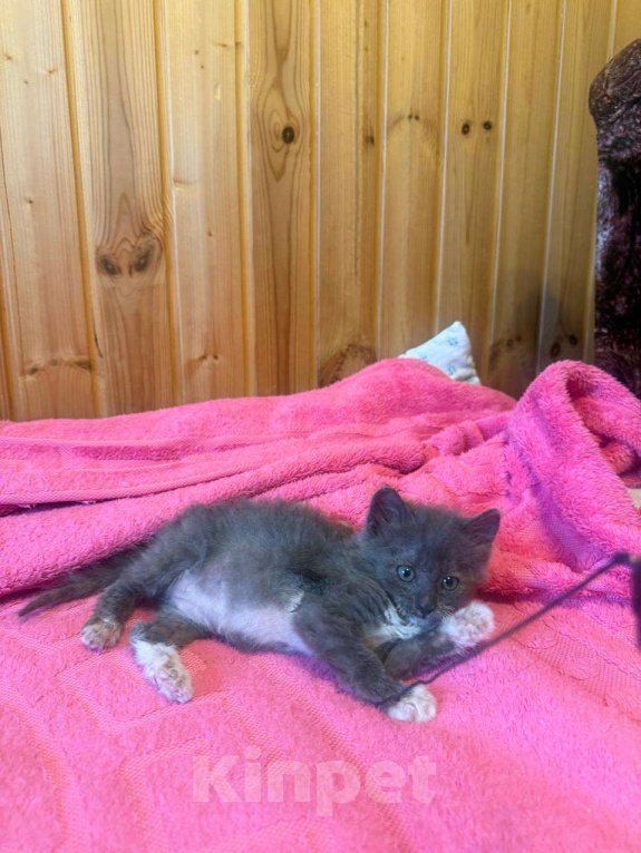 Кошки в Москве: котята в добрые руки Девочка, Бесплатно - фото 9