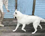 Собаки в Москве: Белый медведь Мишка, изумительный домашний пес в добрые руки Мальчик, 10 руб. - фото 9