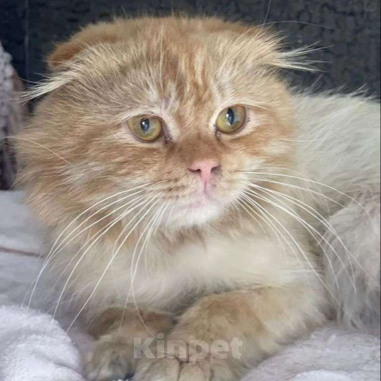 Кошки в Москве: Оьритого вислоухого кота выкинули хозяева Мальчик, Бесплатно - фото 5