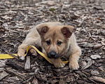Собаки в Одинцово: Щенок девочка в добрые руки Девочка, Бесплатно - фото 3