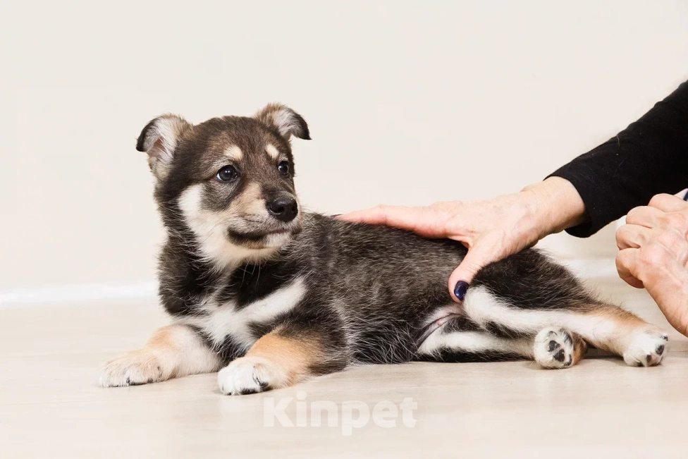 Собаки в Лосином-Петровском: Мокко в добрые руки Мальчик, Бесплатно - фото 4