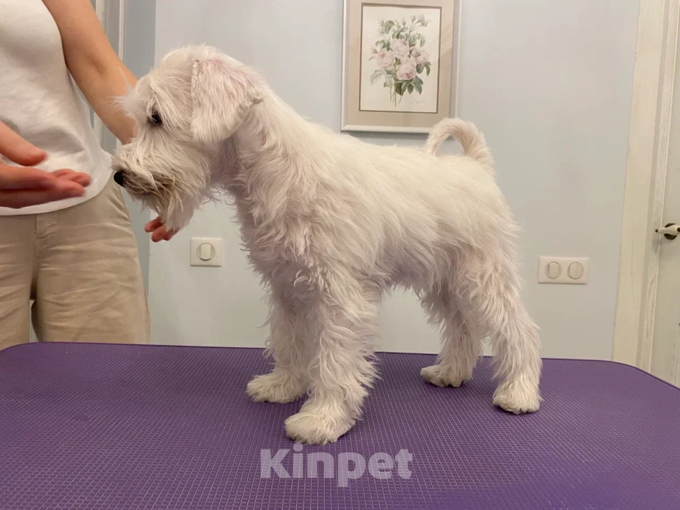 Собаки в Краснодаре: Щенок цвергшнауцер  Девочка, Бесплатно - фото 1