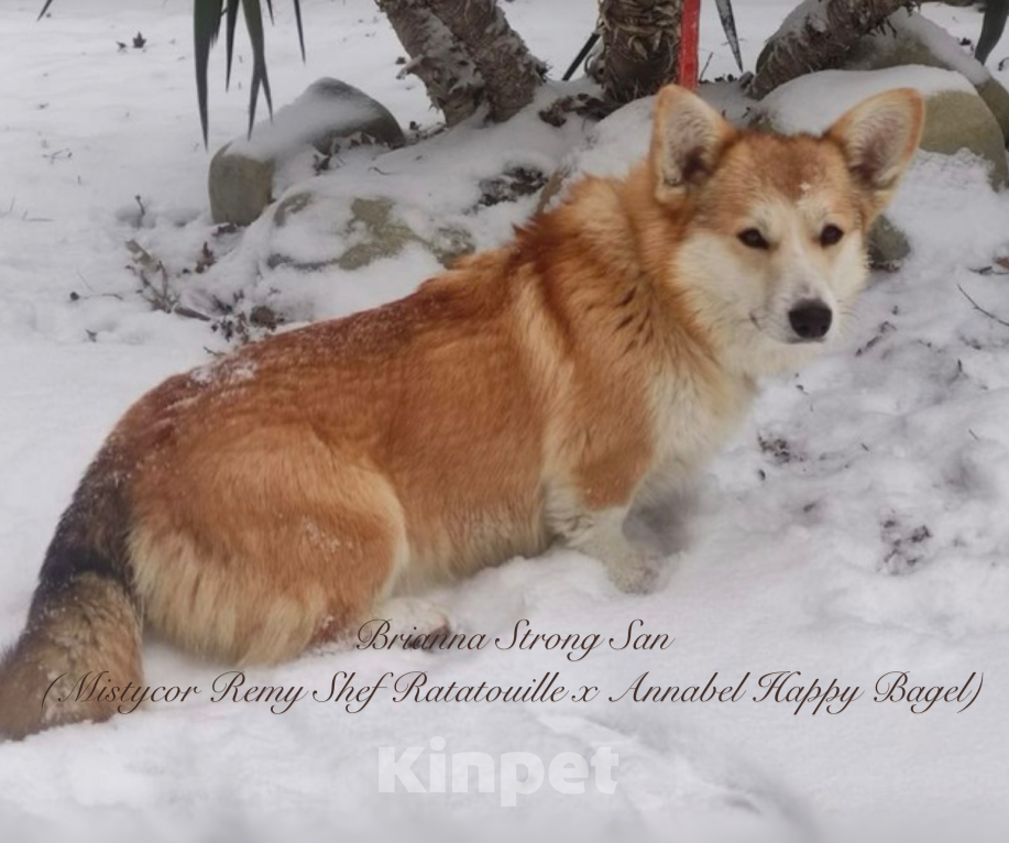 Собаки в Краснодаре: Вельш корги пемброк щенок Мальчик, 50 000 руб. - фото 10