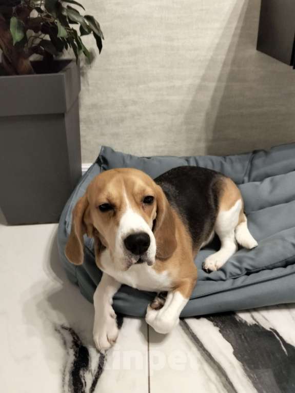 Собаки в Домодедово: Добрым хозяевам Девочка, 12 000 руб. - фото 4