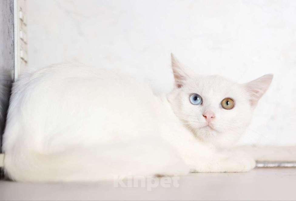 Кошки в других городах Московской области: Белоснежный Аполлон ждет Вас! Мальчик, Бесплатно - фото 2