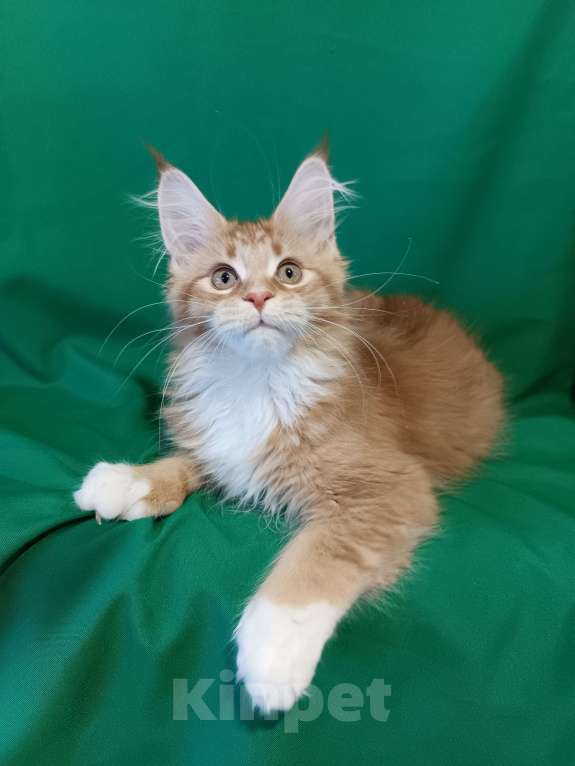 Кошки в других городах Владимирской области: Девочка мейн кун полидакт Девочка, 35 000 руб. - фото 4