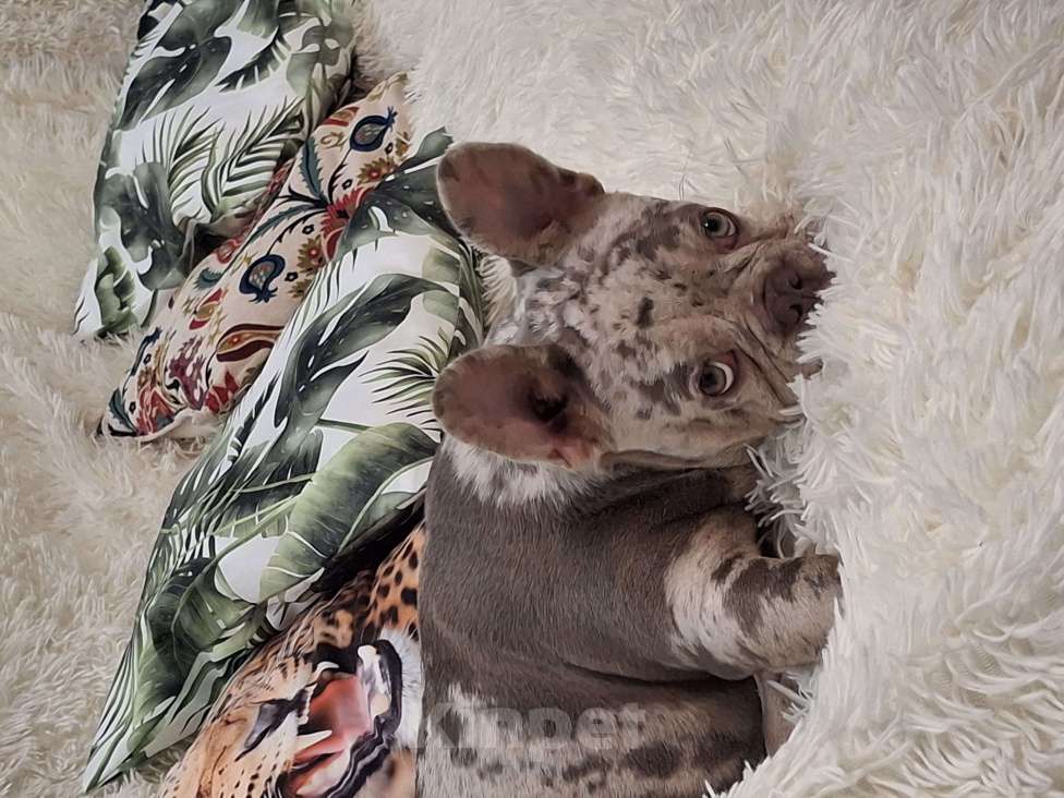 Собаки в Майкопе: Продаю чудесного щенка Девочка, Бесплатно - фото 5