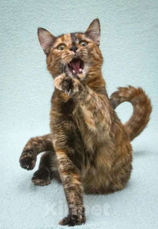 Кошки в Москве: Карамелька - кошка-химера с двумя ликами счастья Девочка, Бесплатно - фото 4